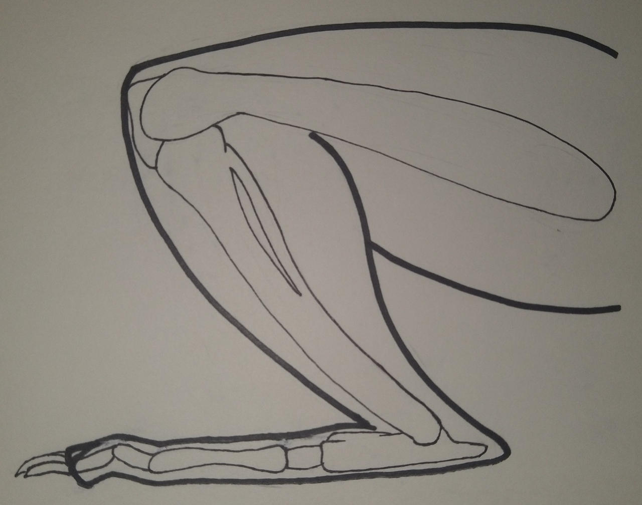 Rabbit Hind Leg Anatomy Practice by ARaccoonNamedPeacock on DeviantArt