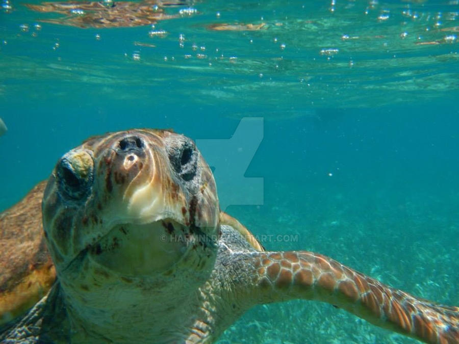 Hello Turtle by harmni on DeviantArt