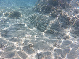 Swimming with Fish 55