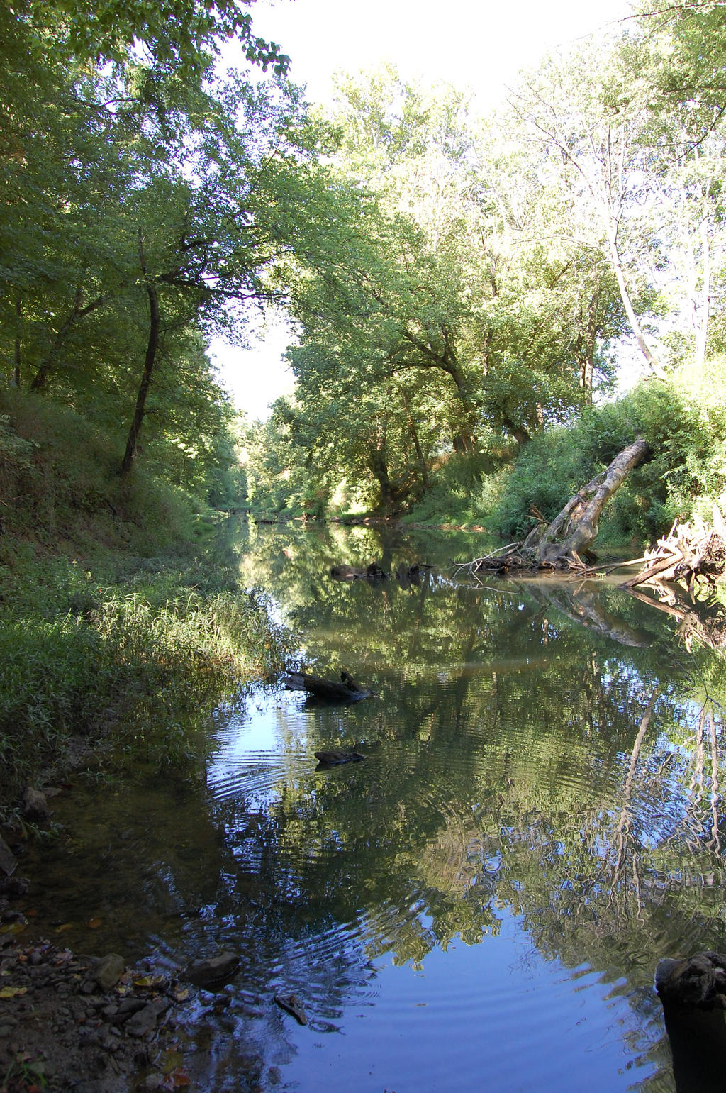 Summer by the creek