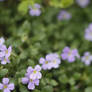 Field of Flowers