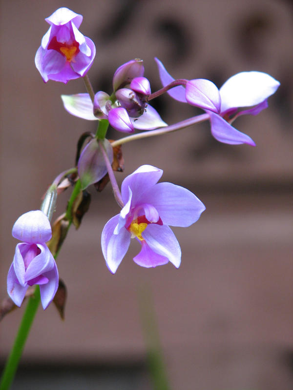 Purple orchids