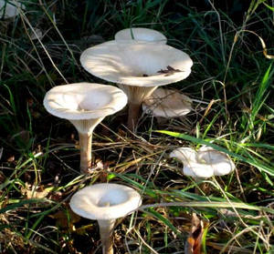 Tawny Funnel Cap