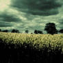 RAPE SEED SKY