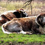 ENGLISH LONGHORN.