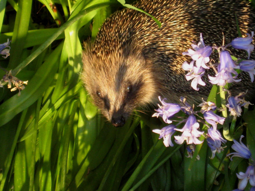 Hedgehog