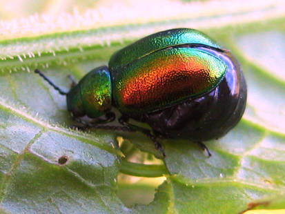 Green Dock Beetle with eggs