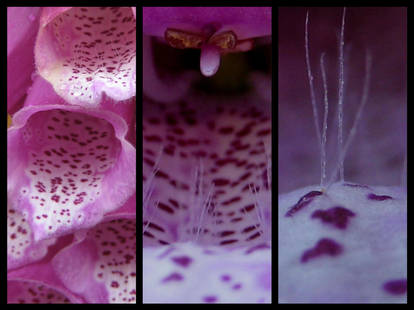 Foxglove