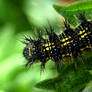 Scarlet Tiger moth caterpillar 2