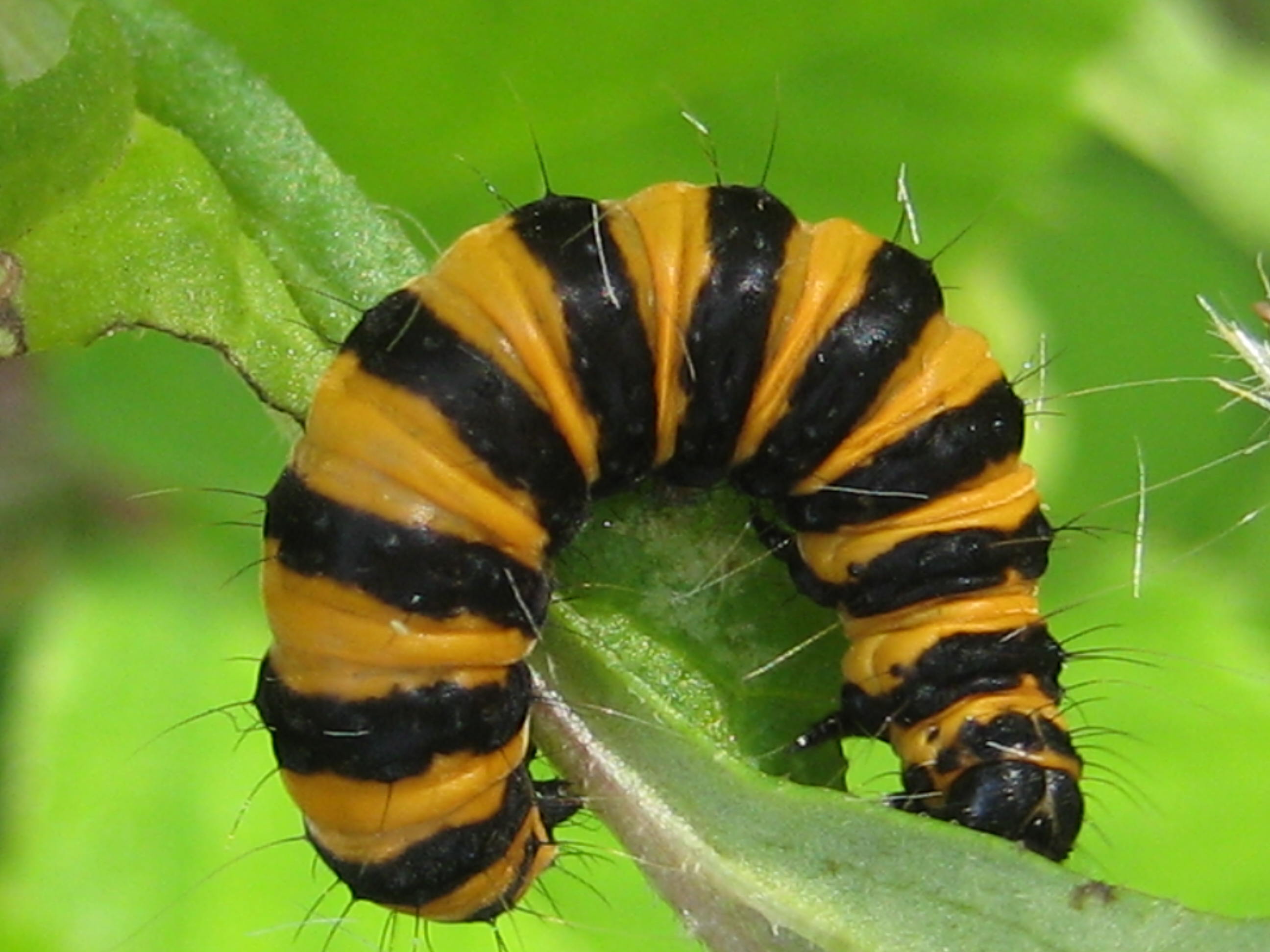 Cinnabar Moth Caterpillar