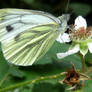 White Butterfly