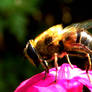 Pink Reflection