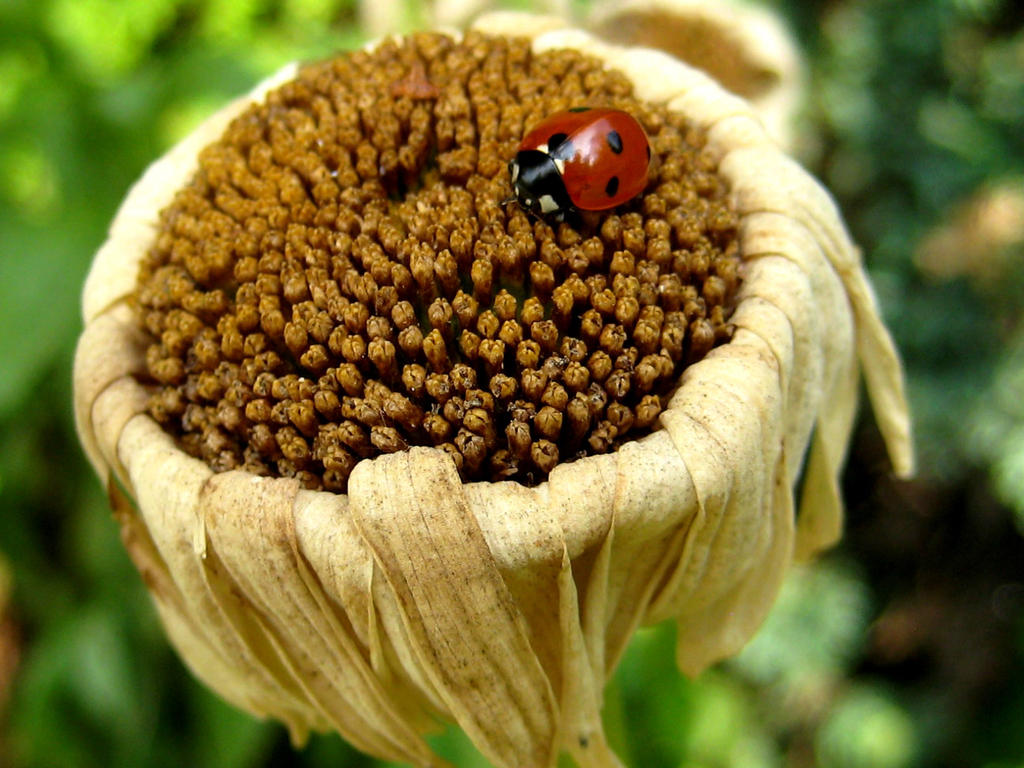 Ladybird 2