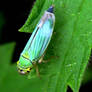 Leafhopper