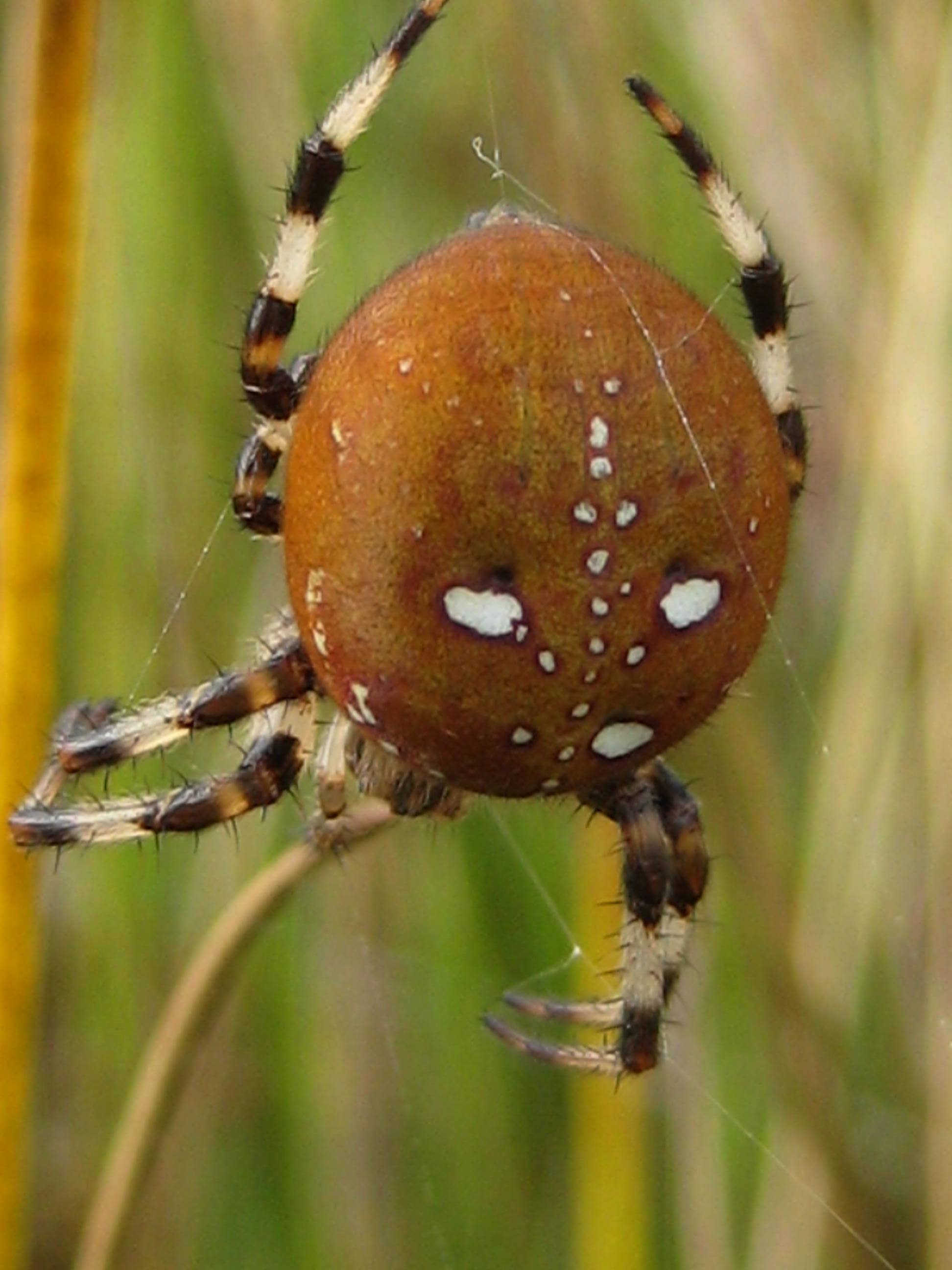 Araneus Quadratus