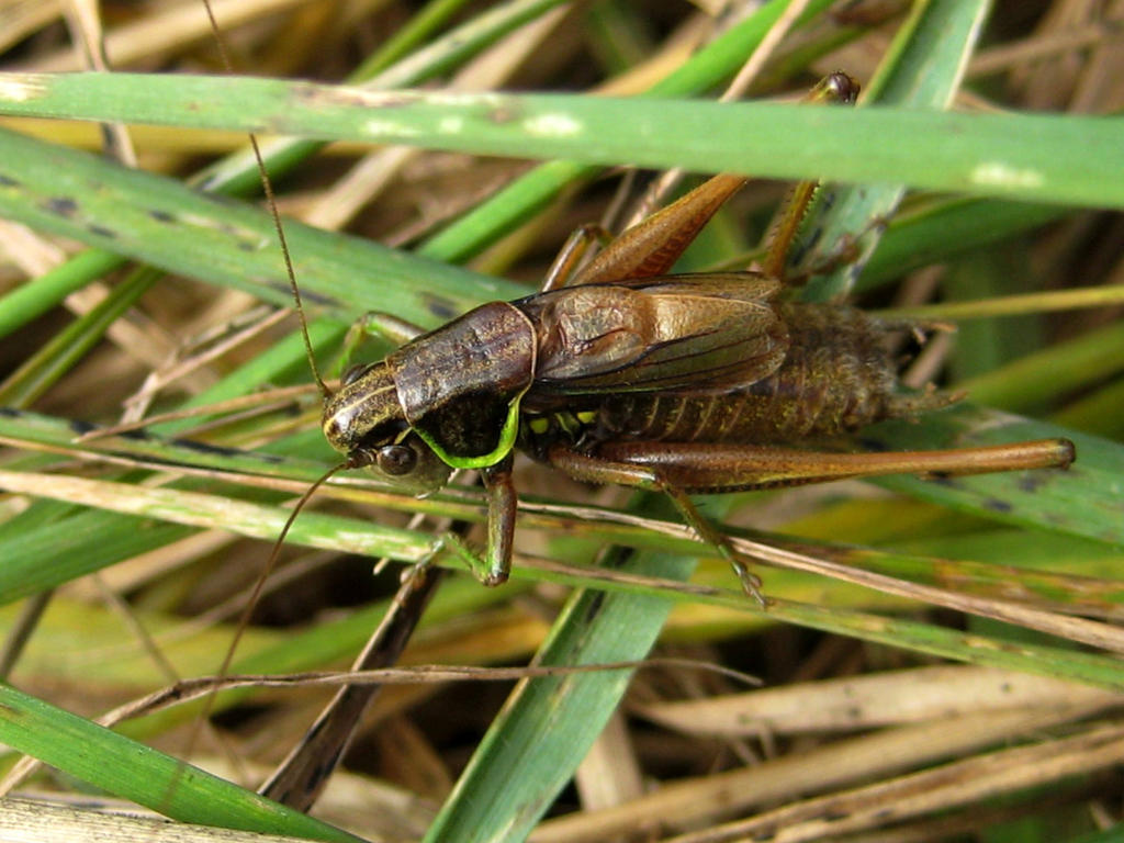 Roesels Katydid