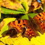 Comma 4