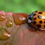 Ladybird 10