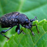 Weevil 3