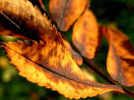 Turning Leaf