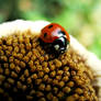 Ladybird Bud