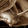 Snail 1