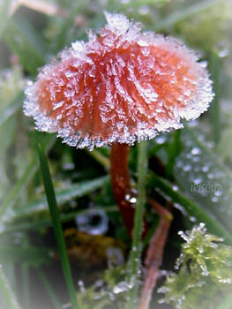 Fungi on Ice