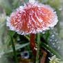 Fungi on Ice