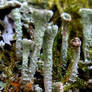 Cladonia Lichen