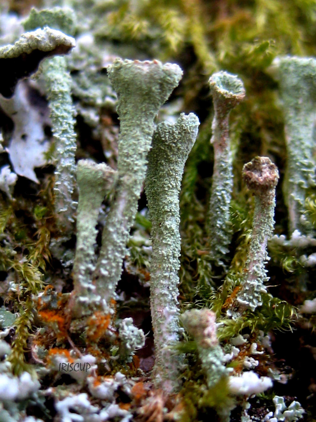 Cladonia Lichen