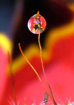 Tulip Drop