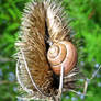 Snail