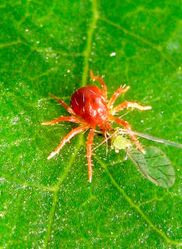 Red Mite