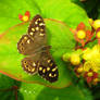 SPECKLED WOOD