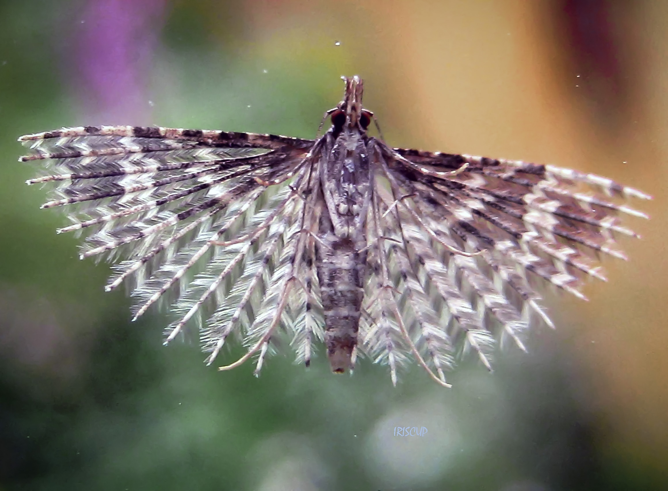 Twenty-plume Moth