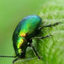 Green Dock Beetle