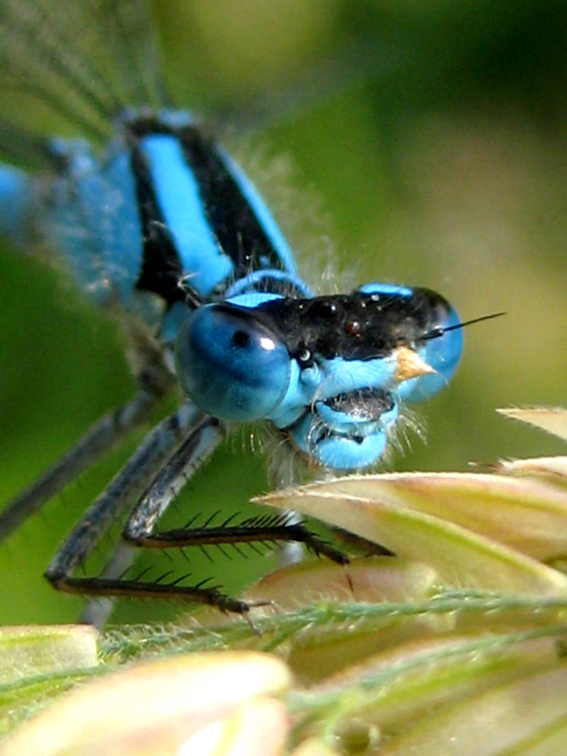 Blue Damselfly