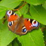 Peacock Butterfly