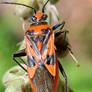 Corizus Hyoscyami