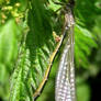 Damselfly