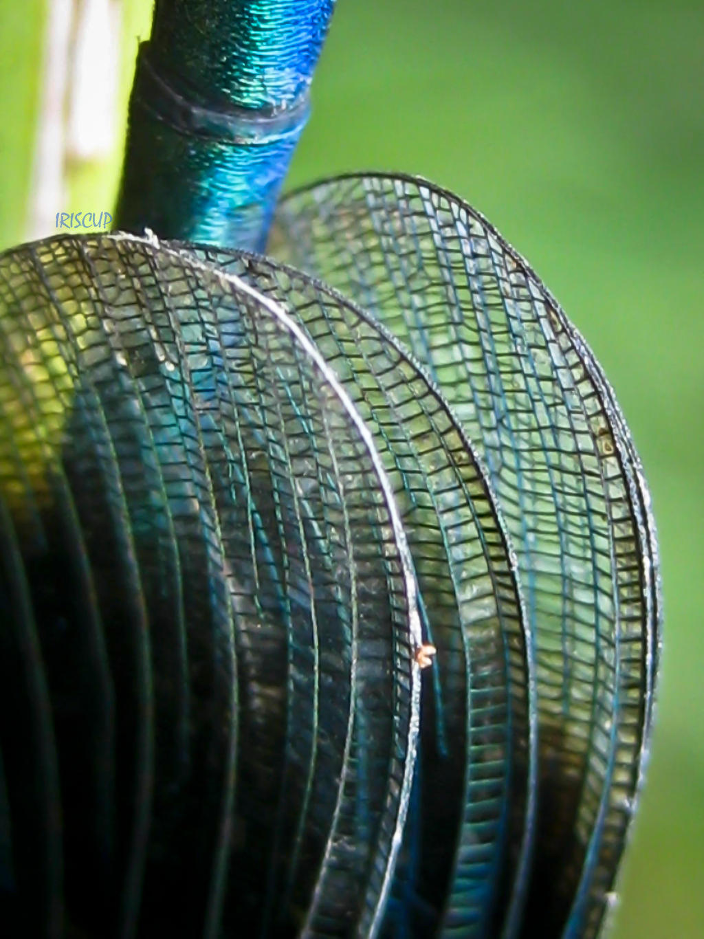 Banded Demoiselle Damselfly 1