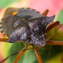 Shieldbug 5