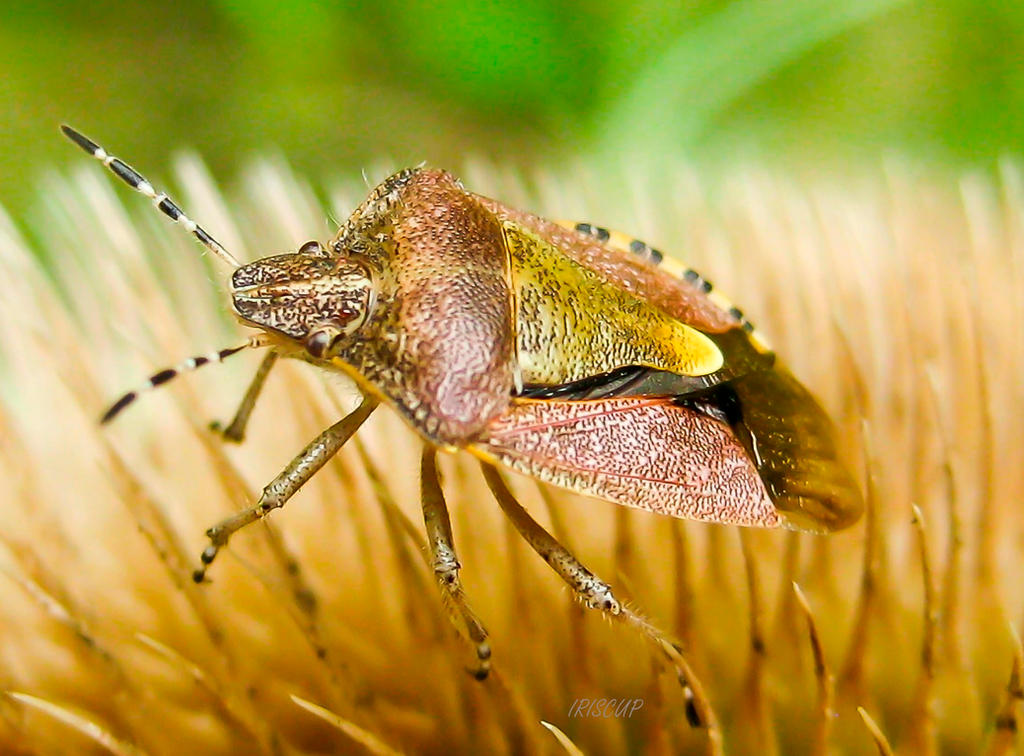 Shieldbug