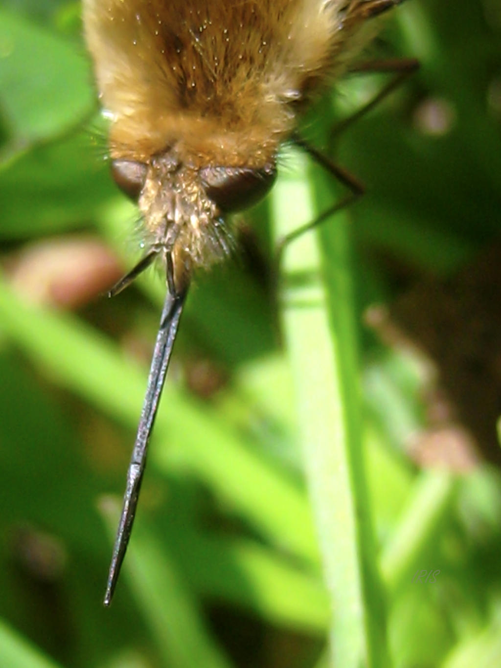 BEE FLY