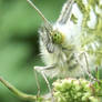 Orange Tip Butterfly 2