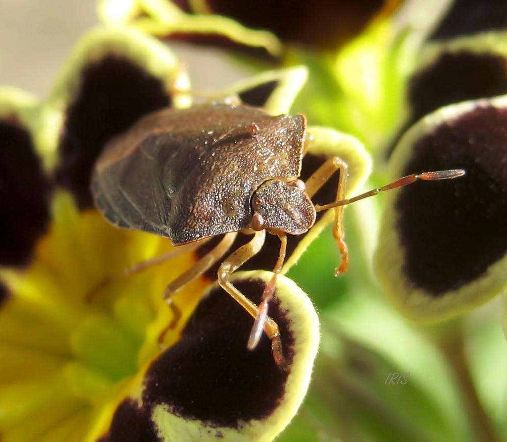 Shieldbug Shieldbug 8 by IRIS-KUPP on DeviantArt