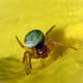 Green Orb Spider