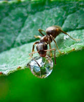 Ant Drop