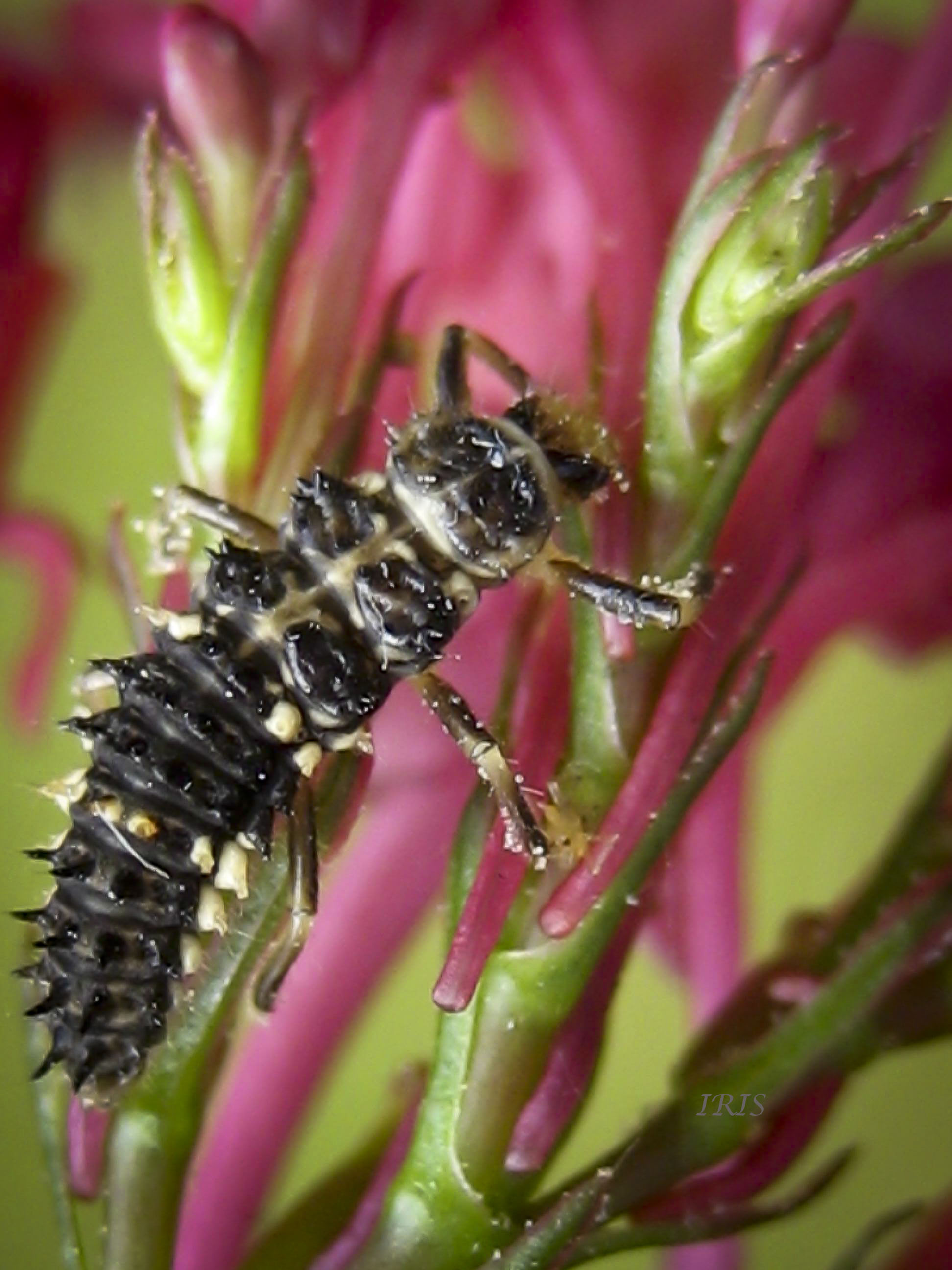 Ladybug Larvae