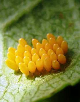 Ladybird Eggs